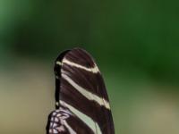 Passionablumenfalter gestreift